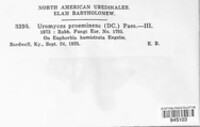 Uromyces proëminens image